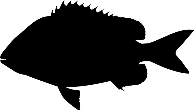 Sheepshead Fish Silhouette Vector