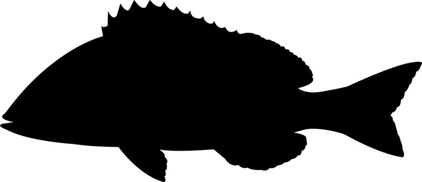 Pigfish Fish Silhouette Vector