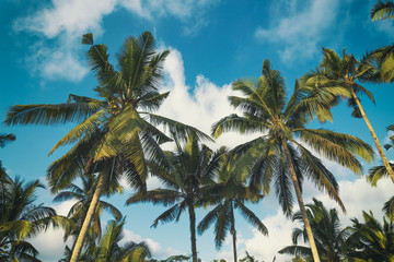 Fototapeta na wymiar Palm trees and blue cloudy sky tropical landscape background image