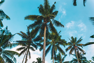 Fototapeta na wymiar Palm trees and beatiful cloudy sky, tropical background image taken on Bali
