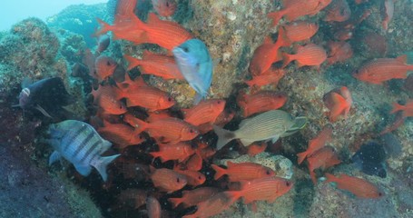 School of squirrelfish from the sea of cortez, Mexico.