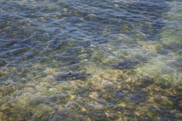 Coral reef sharks near the coastline in Nusa Dua, Bali