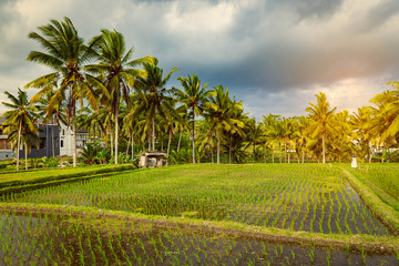 Obraz premium Rice field and palm trees alley in Ubud, Bali
