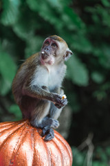 Close up monkey portrait at Batu Caves, Kuala Lumpur, Malaysia