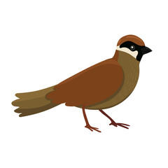 Sparrow isolated on a white background. Vector graphics.