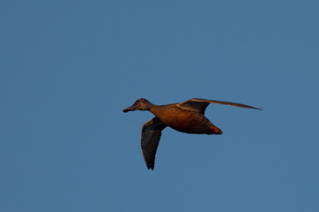 Close view of a Northern Shoveler, flying in beautiful light in North California