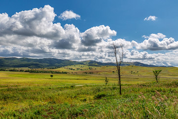 Fototapeta premium Lonely bare tree among green hills and meadows and cloudy blue sky