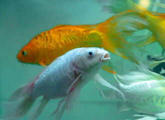 Colorful butterfly koi in the aquarium. This is a species of ornamental fish used to decorate in the house or garden