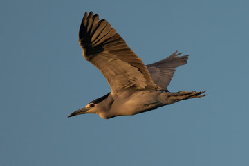Black-crowned night heron flying in beautiful light , seen in the wild in North California