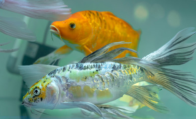 Colorful butterfly koi in the aquarium. This is a species of ornamental fish used to decorate in the house or garden