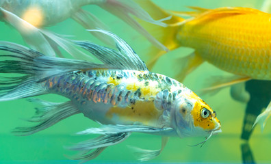Colorful butterfly koi in the aquarium. This is a species of ornamental fish used to decorate in the house or garden