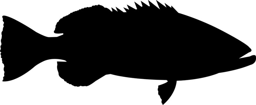 Black Grouper Fish Silhouette Vector