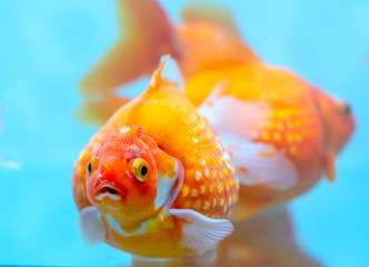 Colorful Goldfish pingpong in the aquarium. This is a species of ornamental fish used to decorate...