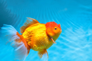 Colorful Goldfish oranda in the aquarium. This is a species of ornamental fish used to decorate in...