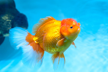 Colorful Goldfish oranda in the aquarium. This is a species of ornamental fish used to decorate in the house