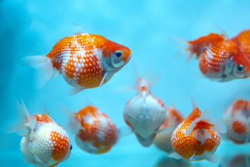 Colorful Goldfish pingpong in the aquarium. This is a species of ornamental fish used to decorate...