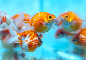 Colorful Goldfish pingpong in the aquarium. This is a species of ornamental fish used to decorate in the house