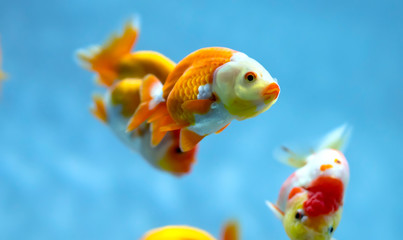 Colorful Goldfish in the aquarium. This is a species of ornamental fish used to decorate in the house