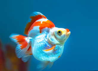 Colorful Goldfish in the aquarium. This is a species of ornamental fish used to decorate in the house