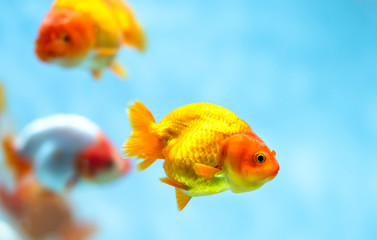 Colorful Goldfish in the aquarium. This is a species of ornamental fish used to decorate in the house