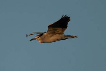Obraz premium Black-crowned night heron flying in beautiful light , seen in the wild in North California