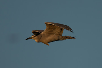 Black-crowned night heron flying in beautiful light , seen in the wild in North California