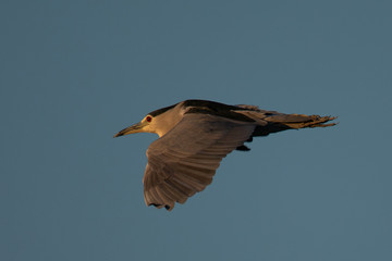 Black-crowned night heron flying in beautiful light , seen in the wild in North California