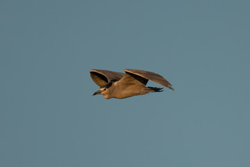 Black-crowned night heron flying in beautiful light , seen in the wild in North California