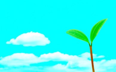 Green sprout against the sky.