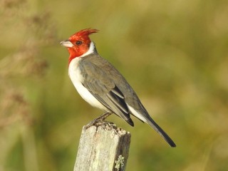 Red-crested Cardinal