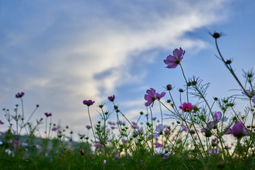 A view of the cosmos field and the blue sky in the background from Jechun, South Korea.