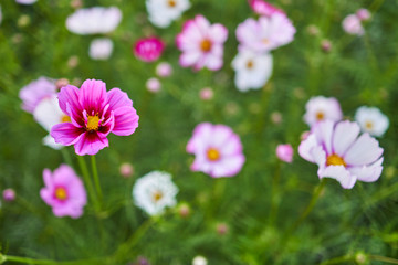 A macro shot of the cosmos at a field in Jechun, South Korea.