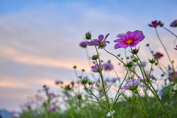 Obraz premium A close-up view of a cosmos and buds in a field at Jechun, South Korea.