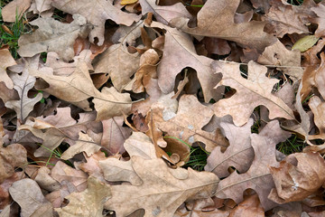 Dried Fall leaves on the forest floor