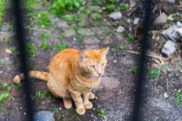 Naklejka na ściany i meble Closeup of sad stray orange tabby cat on sidewalk streets in New Orleans, Louisiana hungry and sad looking through behind bars of fence