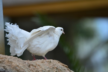 The outdoor fringillidae birds in the park