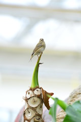 The outdoor fringillidae birds in the park