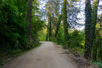 Fototapeta na wymiar Scene view of a path in the green forest in La Cumbrecita, Cordoba, Argentina
