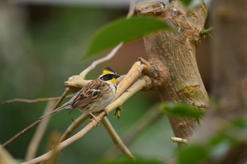 The outdoor fringillidae birds in the park
