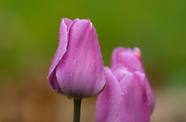 Purple tulips