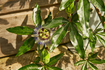 Magnifique Passiflore en fleur