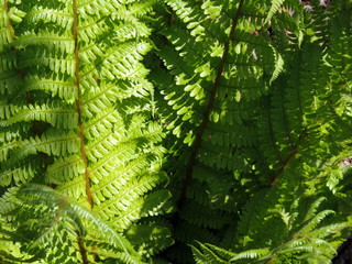 The green fern leaves and carved