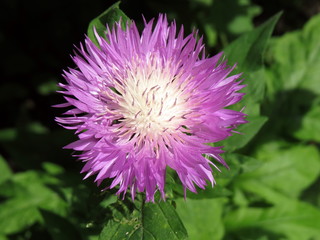 Purple cornflower flower with a white center