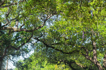 Looking up low angle view of Southern live oak in New Orleans, Louisiana and Mardi Gras hanging beads in Garden District
