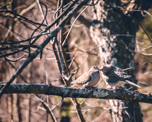 Birds Kissing
