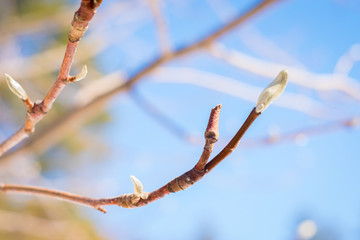 Bloom