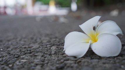 the yellow flowers is cool