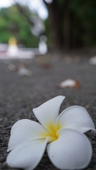 the yellow flowers is cool