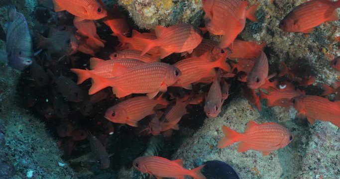 School of squirrelfish from the sea of cortez, Mexico.