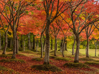 Fototapeta premium 旭川ダム公園